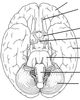 Ventral Brain Image